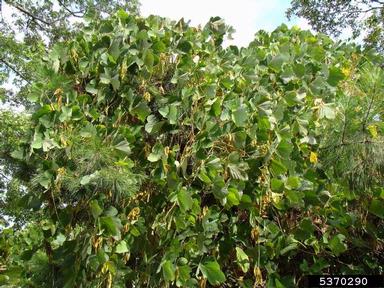 kudzu, Pueraria montana var. lobata (Fabales: Fabaceae (Leguminosae)) - 5370290