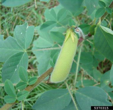 shakeshake, Crotalaria incana  (Fabales: Fabaceae (Leguminosae)) - 5370315