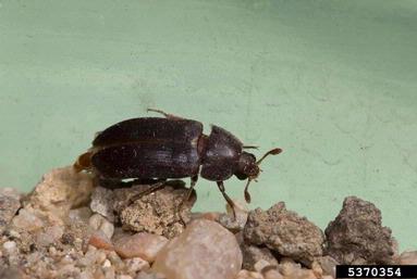 hide beetles, Dermestes spp.  (Coleoptera: Dermestidae) - 5370354