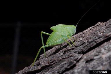 broadwinged katydid, Microcentrum rhombifolium  (Orthoptera: Tettigoniidae) - 5370360