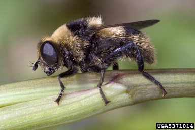 Syrphid flies, Eristalis spp.  (Diptera: Syrphidae) - 5371014