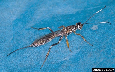 Ichneumonid wasps,    (Hymenoptera: Ichneumonidae) - 5371017