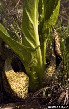skunkcabbage, Symplocarpus foetidus  (Arales: Araceae) - 5371025