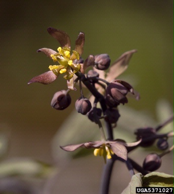 blue cohosh, Caulophyllum thalictroides  (Ranunculales: Berberidaceae) - 5371027