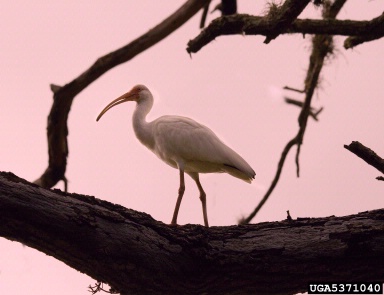 white ibis, Eudocimus albus  (Ciconiiformes: Threskiornithidae) - 5371040