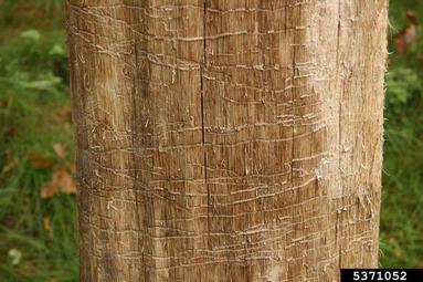 oak splendour beetle, Agrilus biguttatus  (Coleoptera: Buprestidae) - 5371052