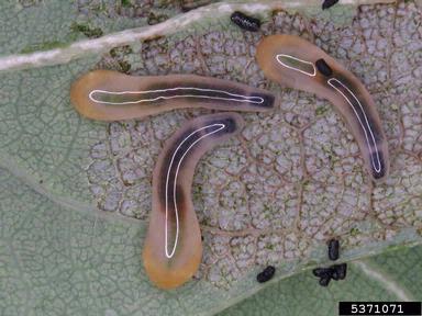 sawfly, Caliroa cinxia  (Hymenoptera: Tenthredinidae) - 5371071