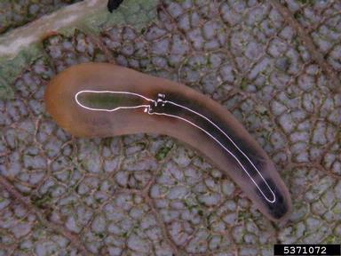 sawfly, Caliroa cinxia  (Hymenoptera: Tenthredinidae) - 5371072