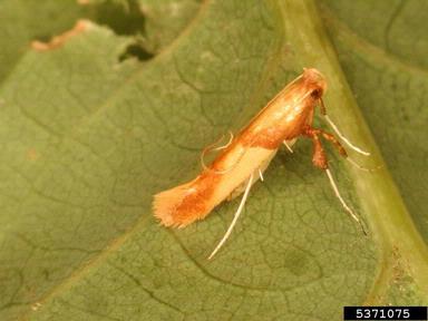leaf blotch miner moth, Caloptilia alchimiella  (Lepidoptera: Gracillariidae) - 5371075
