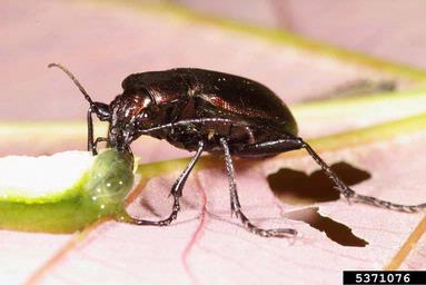 ground beetle, Calosoma inquisitor  (Coleoptera: Carabidae) - 5371076