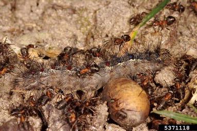 red wood ant (Formica rufa ) on gypsy moth (Lymantria dispar ) - 5371118