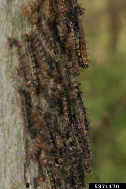 nuclear polyhedrosis virus (Nucleopolyhedrovirus  ) on gypsy moth (Lymantria dispar ) - 5371170