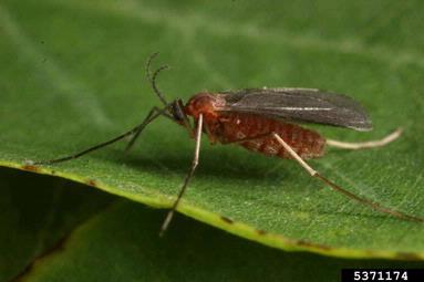 gall midge (Obolodiplosis robiniae ) on black locust (Robinia pseudoacacia ) - 5371174