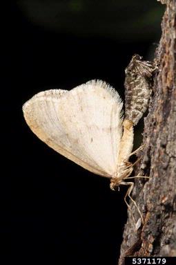 winter moth, Operophtera brumata  (Lepidoptera: Geometridae) - 5371179