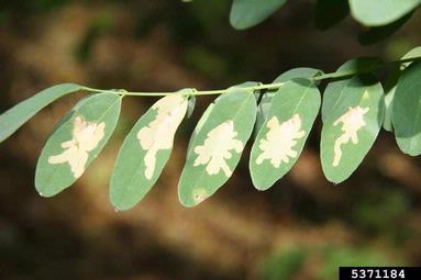 locust digitate leaf miner (Parectopa robiniella ) on black locust (Robinia pseudoacacia ) - 5371184