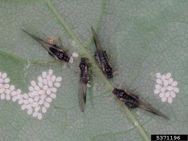 maple aphid, Periphyllus aceris  (Hemiptera: Aphididae) - 5371196