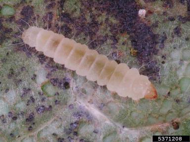 leaf blotch miner moth, Phyllonorycter platani  (Lepidoptera: Gracillariidae) - 5371208