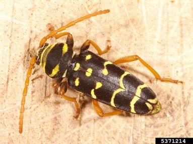 long-horned beetle, Plagionotus arcuatus  (Coleoptera: Cerambycidae) - 5371214