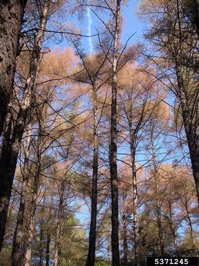larch casebearer (Coleophora laricella ) on larch (Larix spp. ) - 5371245