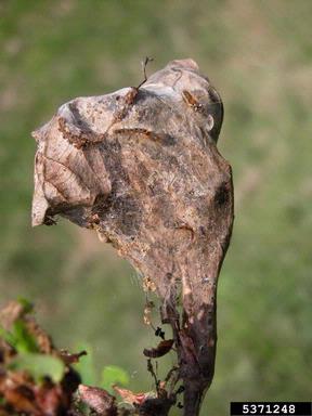browntail moth, Euproctis chrysorrhoea  (Lepidoptera: Lymantriidae) - 5371248