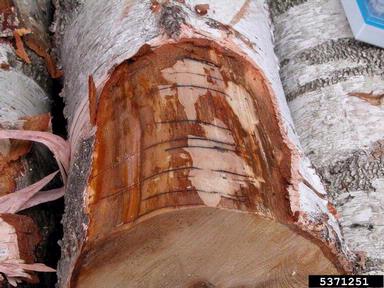 large timberworm (Elateroides dermestoides ) on birch (Betula spp. ) - 5371251