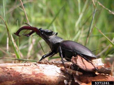 Stag beetle, Lucanus cervus  (Coleoptera: Lucanidae) - 5371261