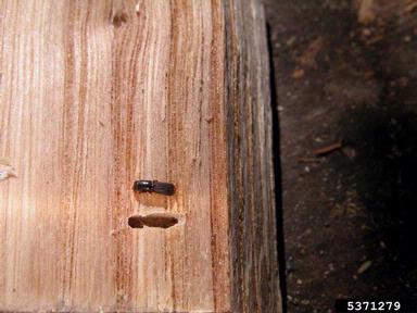 pinhole borer, Platypus cylindrus  (Coleoptera: Curculionidae) - 5371279