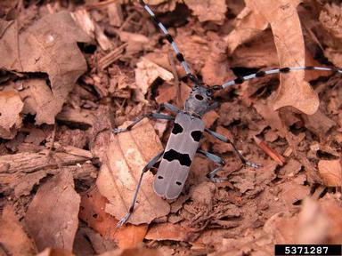 Rosalia longicorn, Rosalia alpina  (Coleoptera: Cerambycidae) - 5371287
