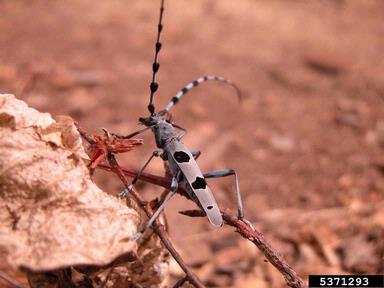 Rosalia longicorn, Rosalia alpina  (Coleoptera: Cerambycidae) - 5371293