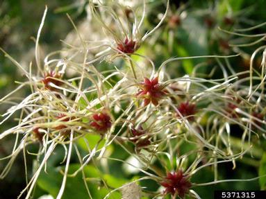 evergreen clematis, Clematis vitalba  (Ranunculales: Ranunculaceae) - 5371315