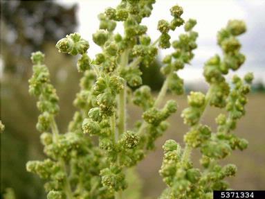 giant sumpweed, Cyclachaena xanthifolia  (Asterales: Asteraceae) - 5371334