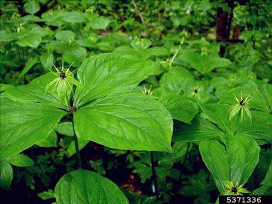 herb paris, Paris quadrifolia  (Liliales: Liliaceae) - 5371336