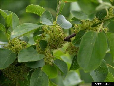 European buckthorn, Rhamnus cathartica  (Rhamnales: Rhamnaceae) - 5371348