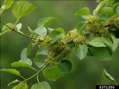 European buckthorn, Rhamnus cathartica  (Rhamnales: Rhamnaceae) - 5371350