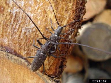 whitespotted sawyer, Monochamus scutellatus  (Coleoptera: Cerambycidae) - 5371362