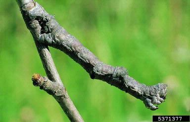 great oak beauty, Hypomecis roboraria  (Lepidoptera: Geometridae) - 5371377