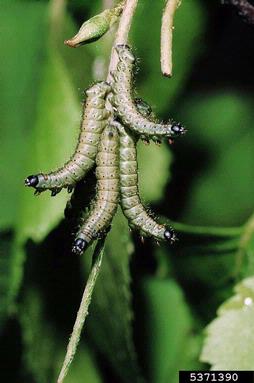 Kentish glory, Endromis versicolora  (Lepidoptera: Endromidae) - 5371390