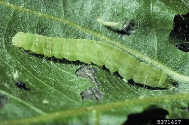 Eastern Nycteoline , Nycteola asiatica  (Lepidoptera: Nolidae) - 5371407