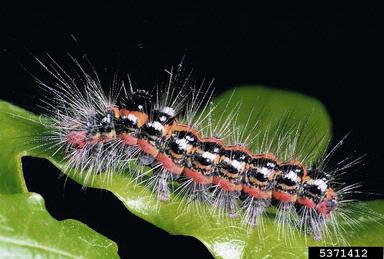 yellow-tail moth, Euproctis similis  (Lepidoptera: Lymantriidae) - 5371412