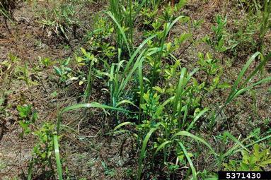 cogongrass, Imperata cylindrica  (Cyperales: Poaceae) - 5371430