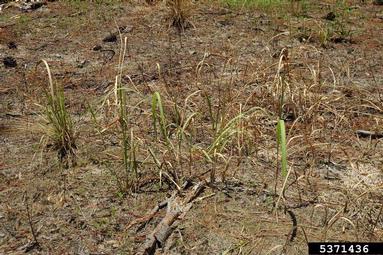cogongrass, Imperata cylindrica  (Cyperales: Poaceae) - 5371436