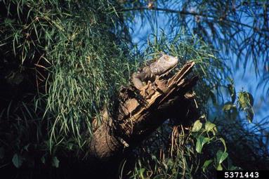 Mexican Spiny-tailed Iguana, Ctenosaura pectinata  (Squamata: Iguanidae) - 5371443