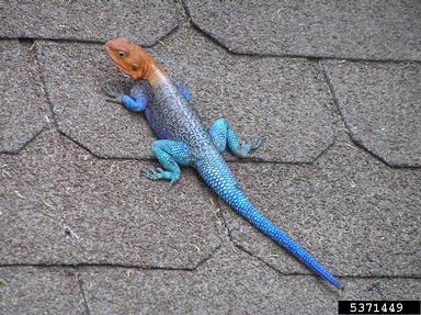 African redhead agama, Agama agama africana (Squamata: Agamidae) - 5371449