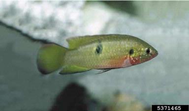 African jewelfish, Hemichromis letourneuxi  (Perciformes: Cichlidae) - 5371465