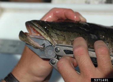 northern snakehead, Channa argus  (Perciformes: Channidae) - 5371491