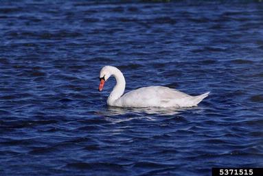 mute swan, Cygnus olor  (Anseriformes: Anatidae) - 5371515