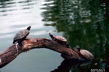 red-eared slider, Trachemys scritpa elegans (Testudines: Emydidae) - 5371517