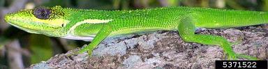 Cuban knight anole, Anolis equestris persparsus (Squamata: Polychrotidae) - 5371522