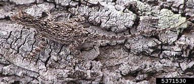 bark anole, Anolis distichus  (Squamata: Polychrotidae) - 5371530