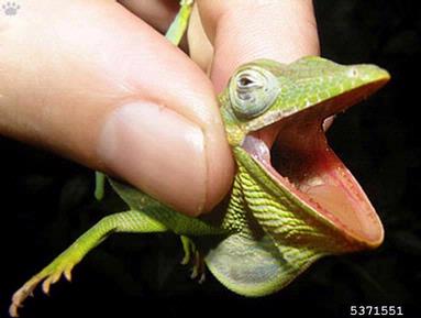 Knight anole, Anolis equestris equestris (Squamata: Polychrotidae) - 5371551